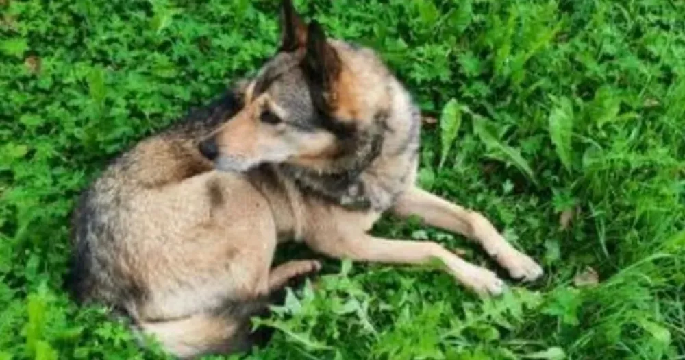 Рыжая собака среднего размера с металлическим жетоном на шее
